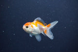 2Pack Thai Oranda   2 Inch (ID#1119ToPTD-13) Free2Day SHIPPING