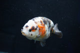 Milk Cow Ranchu  Calico 4 Inch (ID#1029R10c-53) Free2Day SHIPPING