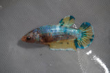 Giant Candy Koi   Plakat Female Betta (ID#801-F201) Free2Day SHIPPING