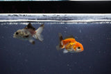 2Pack Thai Oranda   2 Inch (ID#1119ToPTD-14) Free2Day SHIPPING