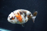 Milk Cow Ranchu  Calico 4 Inch (ID#1029R10c-53) Free2Day SHIPPING