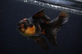 Thai Oranda  Tricolor 4 Inch (ID#0107T2c-56) Free2Day SHIPPING