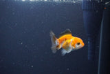 2Pack Thai Oranda   2 Inch (ID#1119ToPTD-14) Free2Day SHIPPING