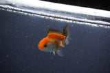 2Pack Thai Oranda   2 Inch (ID#1119ToPTD-14) Free2Day SHIPPING