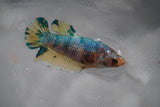 Giant Candy Koi   Plakat Female Betta (ID#801-F201) Free2Day SHIPPING