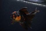 Thai Oranda  Tricolor 4 Inch (ID#0107T2c-56) Free2Day SHIPPING