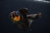 Thai Oranda  Tricolor 4 Inch (ID#0107T2c-56) Free2Day SHIPPING