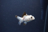 2Pack Thai Oranda   2 Inch (ID#1119ToPTD-14) Free2Day SHIPPING