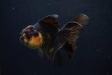 Thai Oranda  Tricolor 4 Inch (ID#0107T2c-56) Free2Day SHIPPING