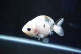 Milk Cow Ranchu  Calico 3.5 Inch (ID#1029R9a-54) Free2Day SHIPPING