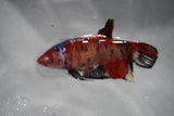 Giant Koi Galaxy Plakat Female Betta (ID#801-F202) Free2Day SHIPPING