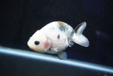 Milk Cow Ranchu  Calico 3.5 Inch (ID#1029R9a-54) Free2Day SHIPPING