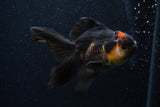 Thai Oranda  Tricolor 4 Inch (ID#0107T2c-56) Free2Day SHIPPING