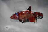 Giant Koi Galaxy Plakat Female Betta (ID#801-F202) Free2Day SHIPPING