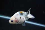 Milk Cow Ranchu  Calico 3.5 Inch (ID#1029R9a-54) Free2Day SHIPPING