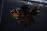 Thai Oranda  Tricolor 4 Inch (ID#0107T2c-56) Free2Day SHIPPING