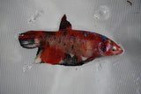 Giant Koi Galaxy Plakat Female Betta (ID#801-F202) Free2Day SHIPPING