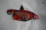 Giant Koi Galaxy Plakat Female Betta (ID#801-F202) Free2Day SHIPPING