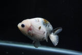 Milk Cow Ranchu  Calico 3.5 Inch (ID#1029R9a-54) Free2Day SHIPPING