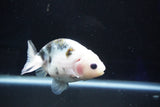 Milk Cow Ranchu  Calico 3.5 Inch (ID#1029R9a-54) Free2Day SHIPPING