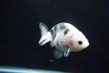 Milk Cow Ranchu  Calico 3.5 Inch (ID#1029R9a-54) Free2Day SHIPPING