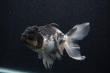 Thai Oranda  Panda 5 Inch (ID#0107T2c-57) Free2Day SHIPPING