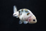 Milk Cow Ranchu  Calico 3.5 Inch (ID#1029R9a-54) Free2Day SHIPPING