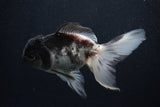 Thai Oranda  Panda 5 Inch (ID#0107T2c-57) Free2Day SHIPPING