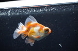 Butterfly  Red White 3.5 Inch (ID#318B8b-37) Free2Day SHIPPING