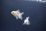 2Pack Thai Oranda   2 Inch (ID#1119ToPTD-16) Free2Day SHIPPING