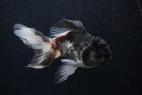 Thai Oranda  Panda 5 Inch (ID#0107T2c-57) Free2Day SHIPPING