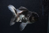 Thai Oranda  Panda 5 Inch (ID#0107T2c-57) Free2Day SHIPPING