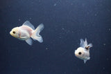 2Pack Thai Oranda   2 Inch (ID#1119ToPTD-16) Free2Day SHIPPING