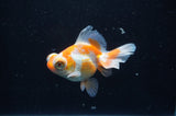 Butterfly  Red White 3.5 Inch (ID#318B8b-37) Free2Day SHIPPING