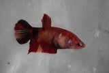 Giant Koi Galaxy Plakat Female Betta (ID#801-F204) Free2Day SHIPPING