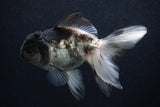 Thai Oranda  Panda 5 Inch (ID#0107T2c-57) Free2Day SHIPPING