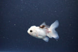 2Pack Thai Oranda   2 Inch (ID#1119ToPTD-16) Free2Day SHIPPING