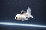 2Pack Thai Oranda   2 Inch (ID#1119ToPTD-16) Free2Day SHIPPING