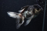 Thai Oranda  Panda 5 Inch (ID#0107T2c-57) Free2Day SHIPPING