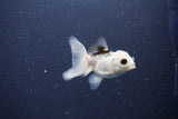 2Pack Thai Oranda   2 Inch (ID#1119ToPTD-16) Free2Day SHIPPING