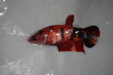 Giant Koi Galaxy Plakat Female Betta (ID#801-F204) Free2Day SHIPPING