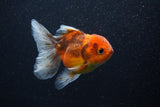 Thai Oranda  Calico 4 Inch (ID#0107T2a-58) Free2Day SHIPPING