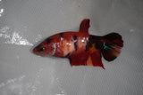 Giant Koi Galaxy Plakat Female Betta (ID#801-F204) Free2Day SHIPPING