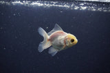 2Pack Thai Oranda   2 Inch (ID#1119ToPTD-16) Free2Day SHIPPING