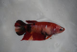 Giant Koi Galaxy Plakat Female Betta (ID#801-F204) Free2Day SHIPPING