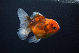 Thai Oranda  Calico 4 Inch (ID#0107T2a-58) Free2Day SHIPPING