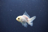 2Pack Thai Oranda   2 Inch (ID#1119ToPTD-16) Free2Day SHIPPING