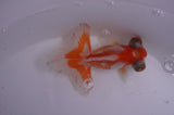 Butterfly  Red White 3.5 Inch (ID#318B8b-37) Free2Day SHIPPING