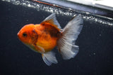 Thai Oranda  Calico 4 Inch (ID#0107T2a-58) Free2Day SHIPPING