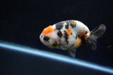 Milk Cow Ranchu  Calico 3.5 Inch (ID#1029R9a-56) Free2Day SHIPPING